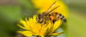 pollinator-health